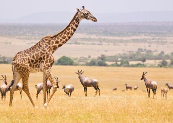 Amboseli National Park Day Trip