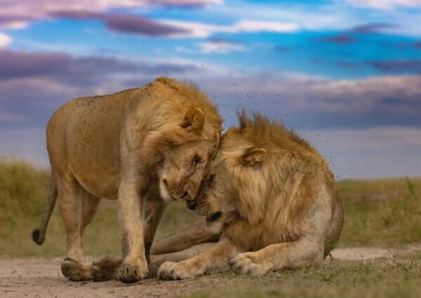 4 Days, 3 Nights Loita Hill Trekking Safari