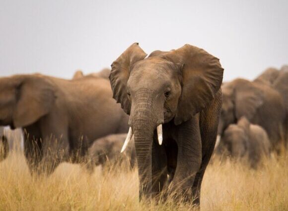 3 Days – 2 Nights Amboseli Wildlife Safari