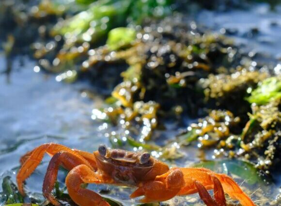 5-Day Family Beach Retreat in Diani via SGR