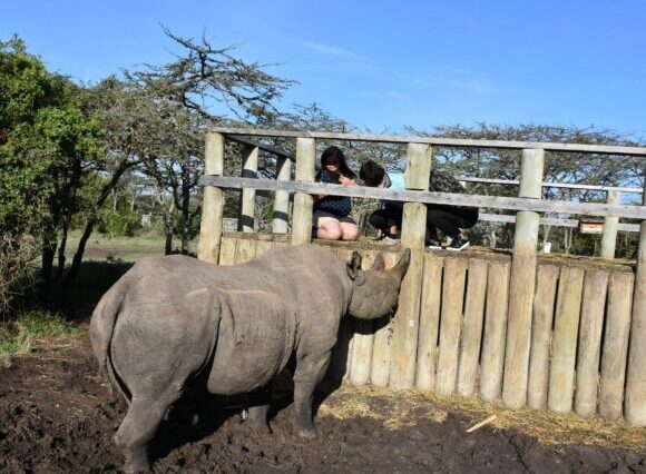 2 Days 1 Night Ol Pejeta Conservancy Safari