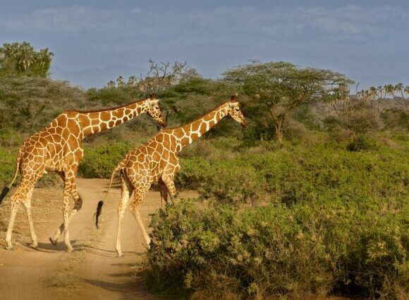 3-Day Safari Experience in Samburu Reserve
