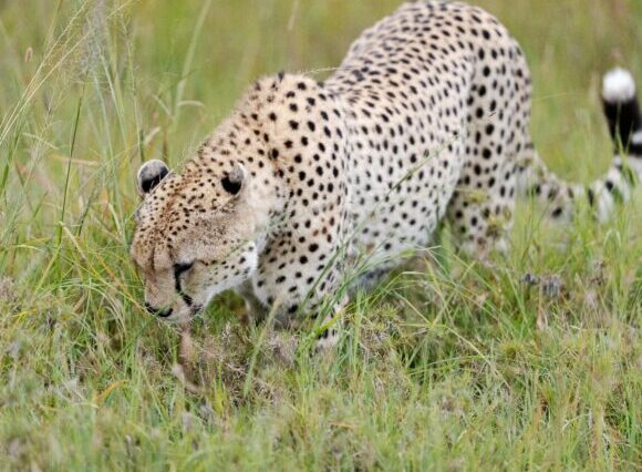 4 Days Maasai Mara & Lake Nakuru Safari