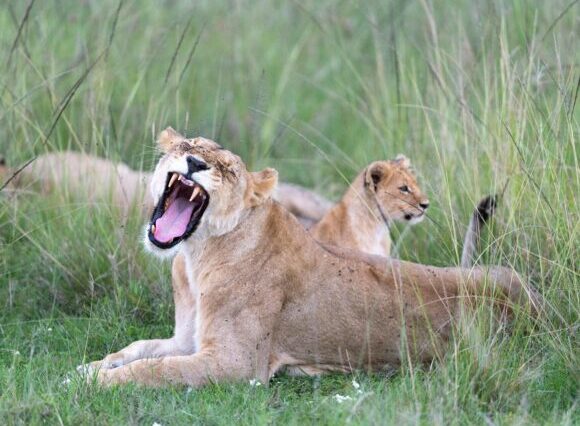 2-Day Amboseli Safari: Discover Kenya’s Wild Heart