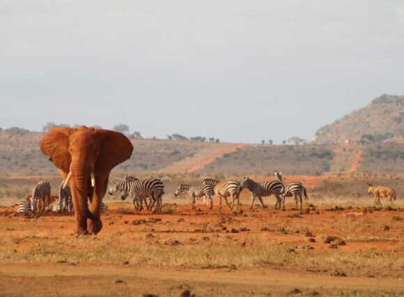 3 Days 2 Nights Tsavo National Park Safari
