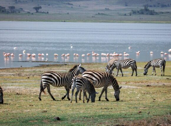 6-Day Tanzanian Safari Escape: Tarangire, Serengeti & Manyara Wonders