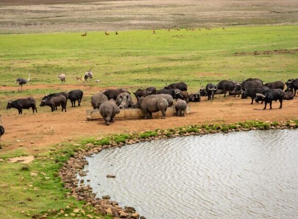 3 Days-Lake Manyara, Ngorongoro Crater & Tarangire
