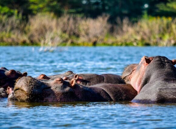 3 Days 2 Nights Lake Naivasha & Lake Nakuru Safari Package