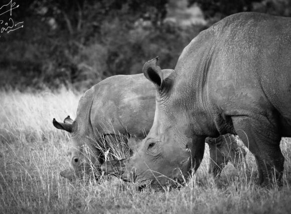 4-Day Private Safari: Tsavo East, Tsavo West & Amboseli – Mid-Range