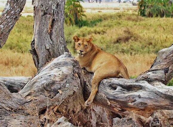 5 Days- Serengeti & Ngorongoro Crater Safari Tour