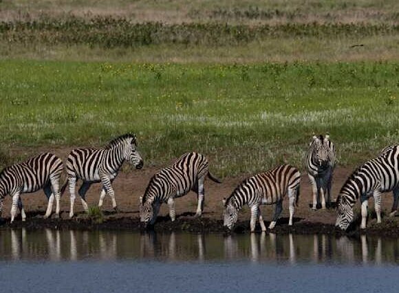 7-Days Amboseli & Tsavo East/West Safari