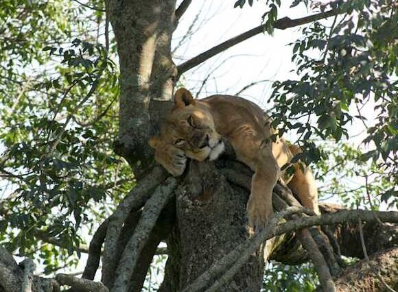 3 day Masai Mara, Lake Naivasha and Hells Gate