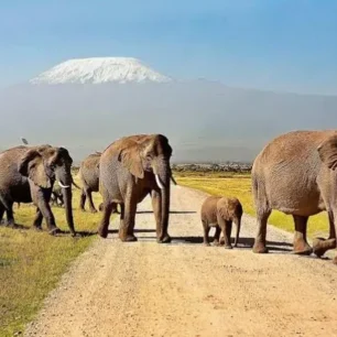 Amboseli