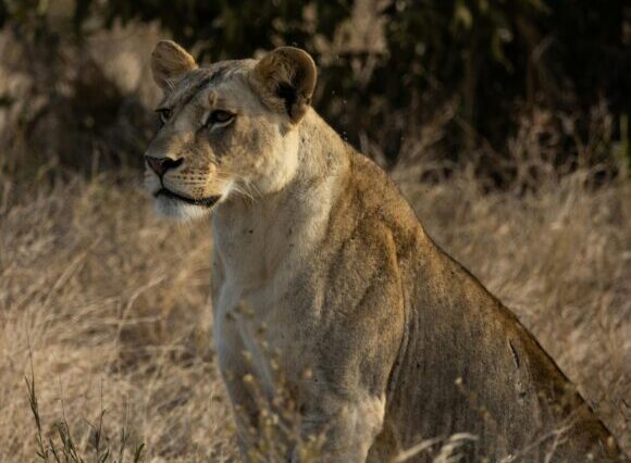 4 Days 3 Nights Amboseli, Tsavo East & Tsavo West National Parks Safari