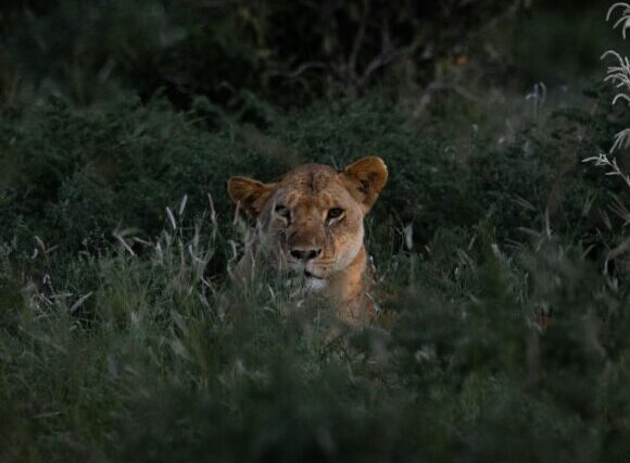 5-Day Kenya Safari Adventure: Amboseli, Tsavo West & Tsavo East