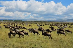 3 Days, 2 Nights Masai Mara Easter Weekend Group Joining Safari