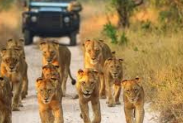 5-Day Kruger Safari Experience